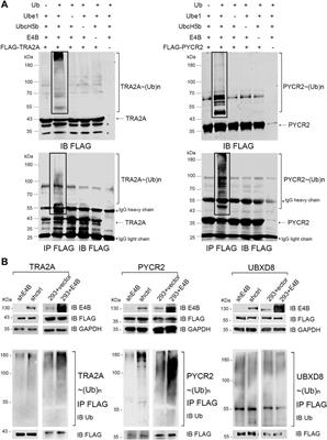 Differential Degradation of TRA2A and PYCR2 Mediated by Ubiquitin E3 Ligase E4B